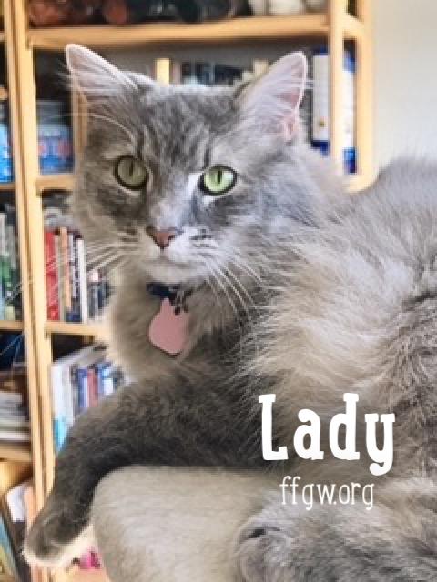 Lady