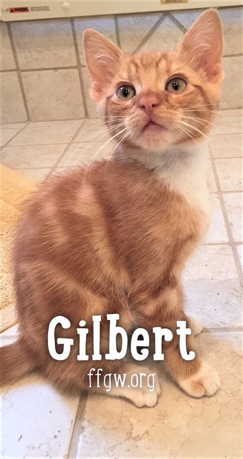 Gilbert