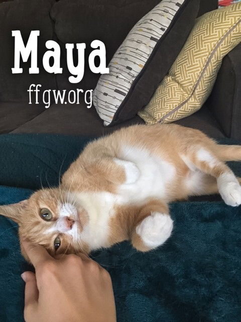 Maya