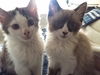 Grumpy & Peabody