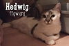 Hedwig