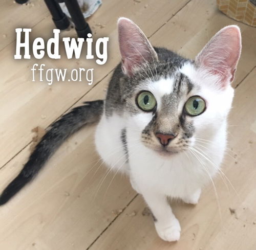 Hedwig