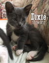 Dixie