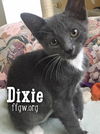 Dixie