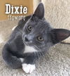 Dixie