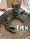 Ernie