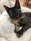 Bertie