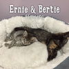 Bertie