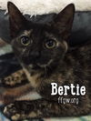 Bertie