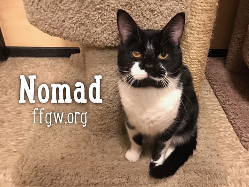 Nomad