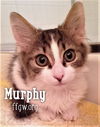 Murphy