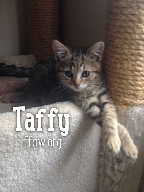 Taffy