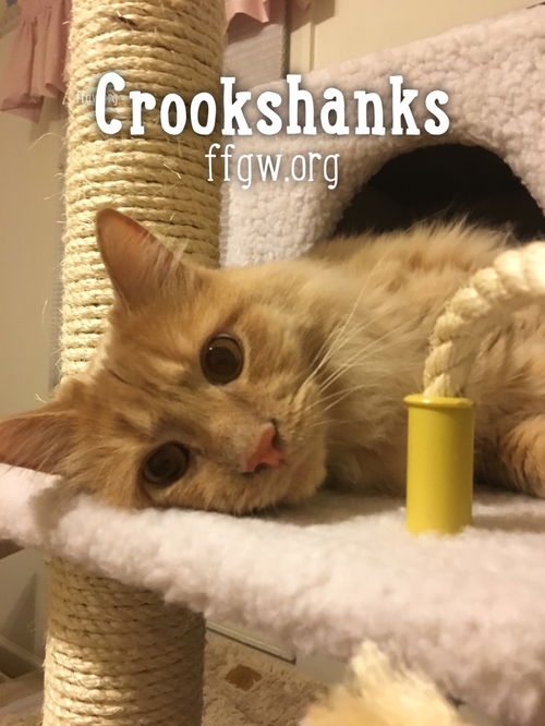 Crookshanks