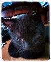 Phoebe