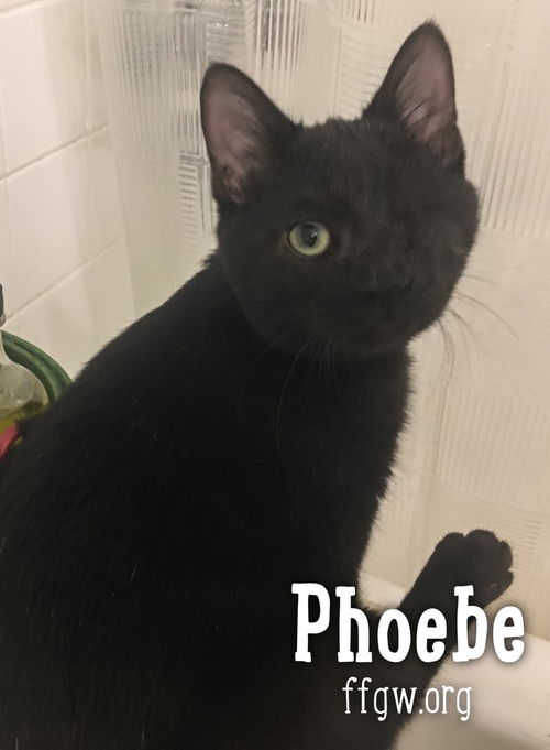 Phoebe