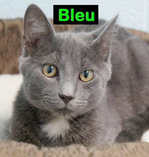 Bleu