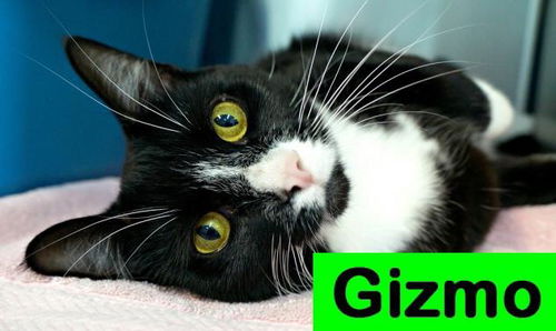 Gizmo