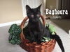 Bagheera