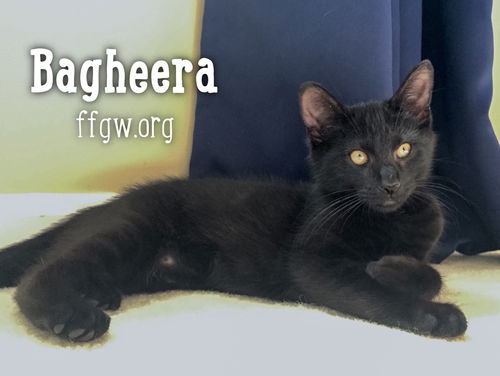 Bagheera