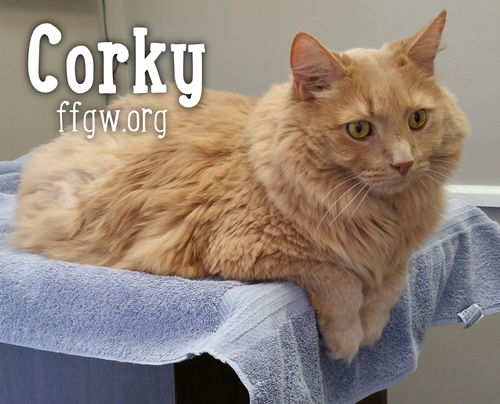 Corky