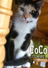 CoCo