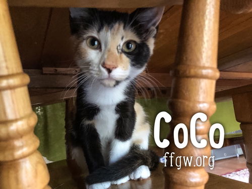CoCo
