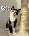 CoCo