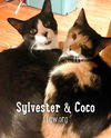 CoCo