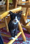 Sylvester