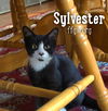 Sylvester