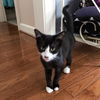 Sylvester
