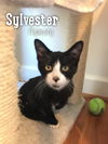 Sylvester