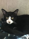 Sylvester