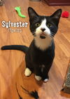 Sylvester
