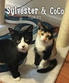 Sylvester