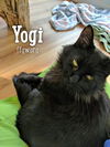 Yogi