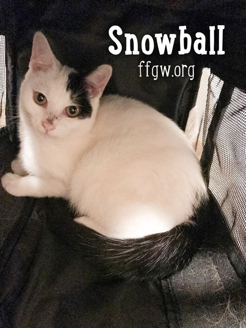 Snowball