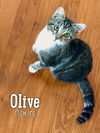 Olive