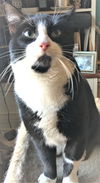 Mittens