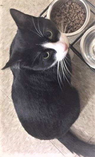 Mittens