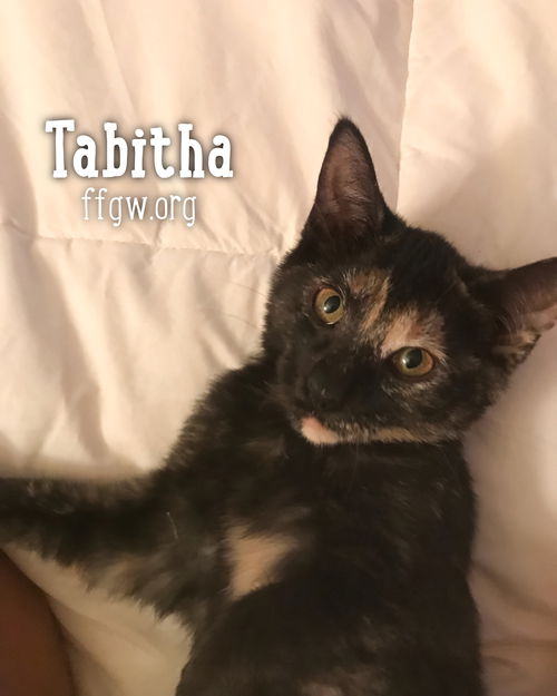 Tabitha