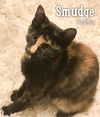 Smudge