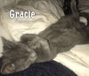 Gracie