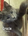 Gracie