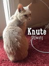Knute