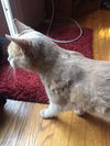 Knute