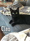 Cleo