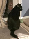 Cleo