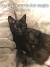 Cleo