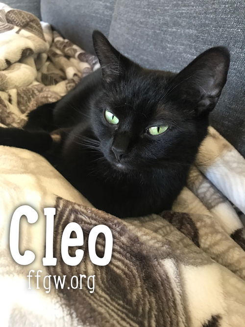 Cleo